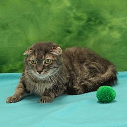 Photo of Lou- Regal resident, adoption fees waived!