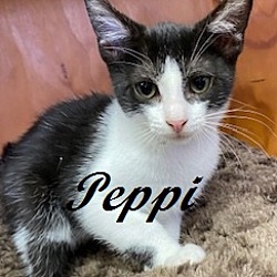 Thumbnail photo of Peppi #1