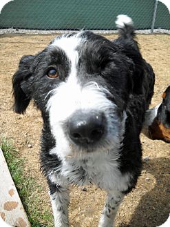 Glenrock Wy Bearded Collie Meet Raine A Pet For Adoption Glenrock Wy Bearded Collie Meet