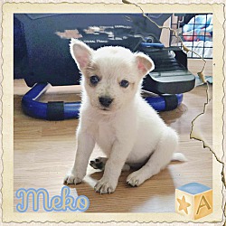 Photo of Meko