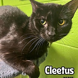 Photo of Cleetus