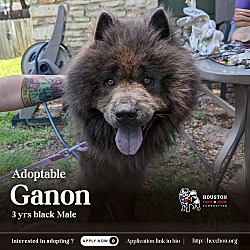 Thumbnail photo of Ganon #1