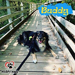 Thumbnail photo of Buddy (Courtesy Post) #4