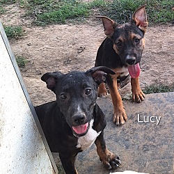 Thumbnail photo of Lucy #4