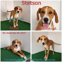 Thumbnail photo of Stetson #3