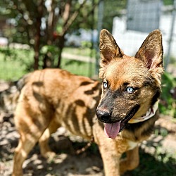 Thumbnail photo of Maeve the Blue Eyed Beauty #3