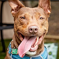 adopt a pet
