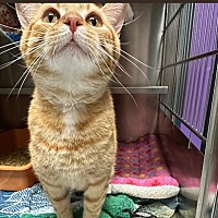 adopt a pet