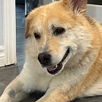 adopt-pet
