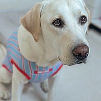 adopt-pet