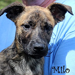 Thumbnail photo of Milo ~ meet me! #1