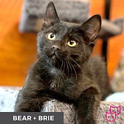 Thumbnail photo of Bear (bonded with Brie) #1