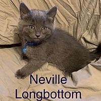 Photo of Neville Longbottom