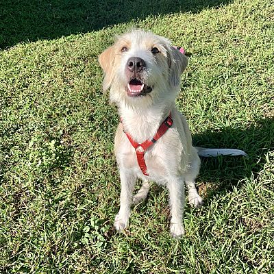 Orlando, FL - Wheaten Terrier/Golden Retriever. Meet Skye a Pet for ...