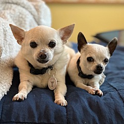 bonded pet photo