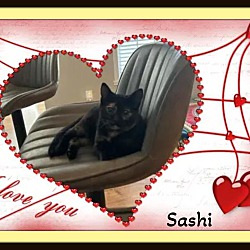 Thumbnail photo of Shammy & Sashi Lap Kittens! #4
