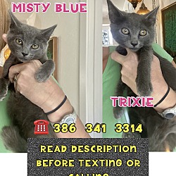Photo of Russian blues (can adopt sepa