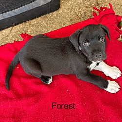 Thumbnail photo of Forest #1