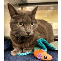 adopt a pet