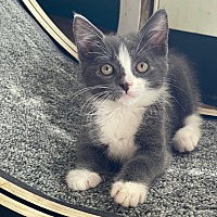adopt a pet