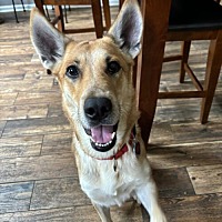 adopt a pet