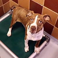 adopt a pet