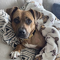 adopt-pet