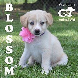 Thumbnail photo of Blossom #4