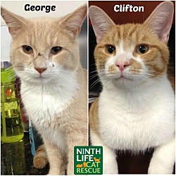 Thumbnail photo of George & Clifton #2