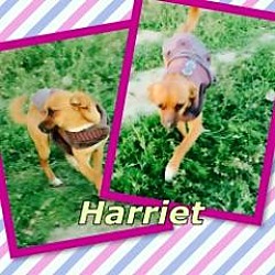 Thumbnail photo of Harriet #1
