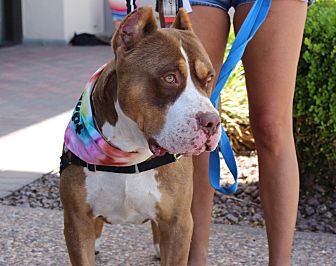 Las Vegas Nv Cane Corso Meet Zeusie A Pet For Adoption