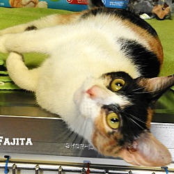 Thumbnail photo of FAJITA #3