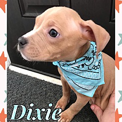 Photo of Dixie