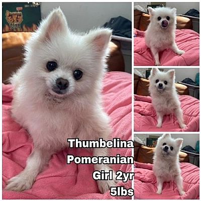 Thumbelina pomeranian sale