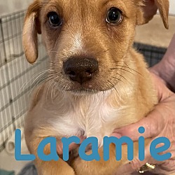 Thumbnail photo of Lacey - Laramie #1