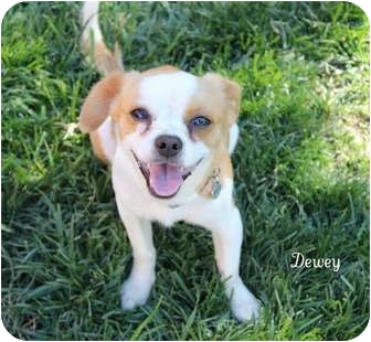 los angeles ca cavalier king charles