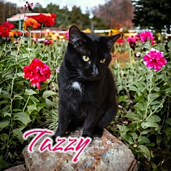 Photo of Tazzy