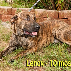 Thumbnail photo of Lenox #3