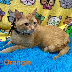 Thumbnail photo of Orangey #2