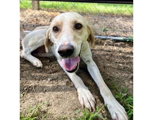 Moncks Corner, SC - Hound (Unknown Type)/Mixed Breed (Medium). Meet ...