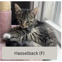 Photo of Hasselback