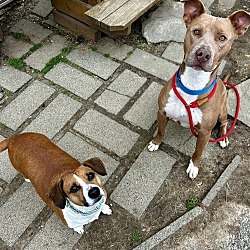 Thumbnail photo of Akuma (Bonded to Buck, must be adopted together) #4