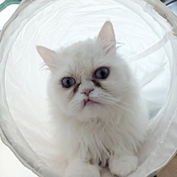 Thumbnail photo of Marshmallow #4