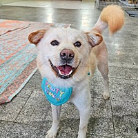 adopt-pet