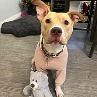 adopt a pet