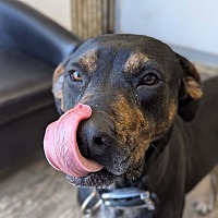 adopt a pet
