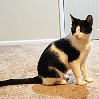 adopt-pet