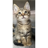 adopt-pet