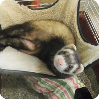 black ferret for sale