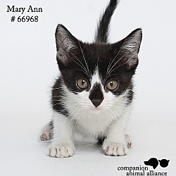 Thumbnail photo of Mary Ann (Foster) #1